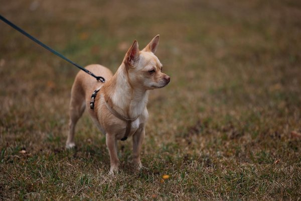 Comparatif : Maine Coon vs autres races de chats