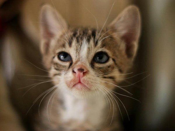 Les races de chiens idéales pour la chasse