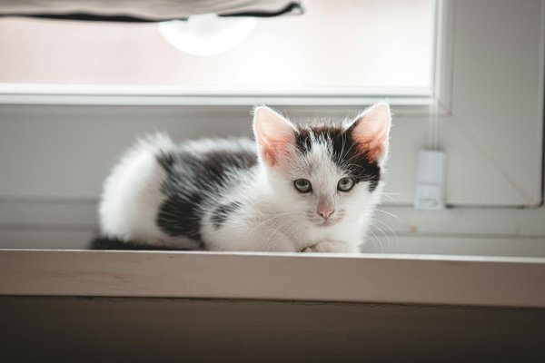 Étude de l'impact du changement climatique sur les crocodiles